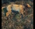 Κύμινα Θεσσαλονίκης: Βρήκαν σκύλο νεκρό εμφανώς πυροβολημένο (βίντεο)