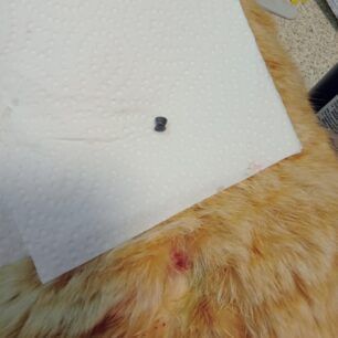 KythiraGataPyrovolimeniAerovolo22 3 2024 1