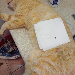 KythiraGataPyrovolimeniAerovolo22 3 2024 2