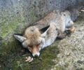 Λάκκα Αχαΐας: Πέθανε η αλεπού που βρέθηκε πυροβολημένη – Ακόμα μια δολοφονία άγριου ζώου από κυνηγό