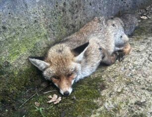Λάκκα Αχαΐας: Πέθανε η αλεπού που βρέθηκε πυροβολημένη – Ακόμα μια δολοφονία άγριου ζώου από κυνηγό
