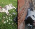 Πολλά δολοφονημένα ζώα με φόλες και πάλι στο Λεοντάρι Καρδίτσας (βίντεο)