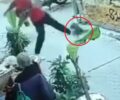 Λέσβος: Συνελήφθη 46χρονος άνδρας που κλώτσησε γάτα στη Μυτιλήνη (βίντεο)