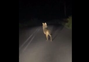 Νεαροί καταδιώκουν λύκο με αυτοκίνητο κάνουν χαβαλέ και ανεβάζουν το βίντεο στο tik tok