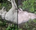 Νεοχώρι Άρτας: Ακόμα δύο σκυλιά δολοφονημένα με φόλες (βίντεο)