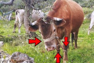 Γονάτσα Μεσσηνίας: Κτηνοτρόφος βασανίζει αγελάδες με παστούρα – Τι κάνει η Αστυνομία; (Βίντεο)