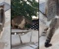 Πειραιάς: Έκκληση για τη γάτα με κομμένο πόδι (βίντεο)