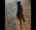 Αναζητούν ποιος πυροβολεί γάτες με αεροβόλο στο Πόρτο Ράφτη Αττικής (βίντεο)