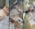 Ράγιο Θεσπρωτίας: Άγριος βασανισμός σκύλου με θηλιά από σχοινί – Το ζώο βρέθηκε γεμάτο πληγές (βίντεο)
