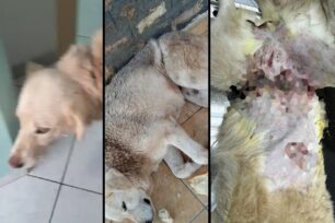 Ράγιο Θεσπρωτίας: Άγριος βασανισμός σκύλου με θηλιά από σχοινί – Το ζώο βρέθηκε γεμάτο πληγές (βίντεο)