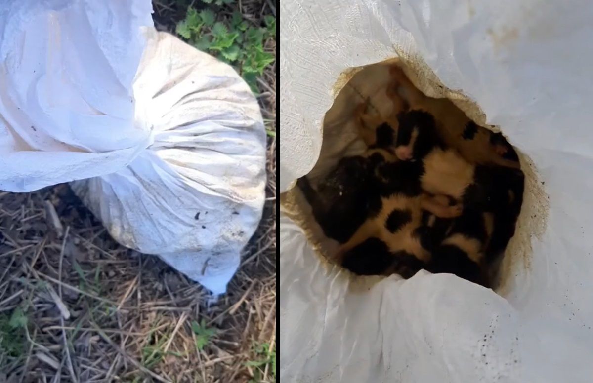 Ράχη (Ραχιά) Ημαθίας: Έκκληση για τα 7 νεογέννητα κουτάβια που βρέθηκαν πεταμένα μέσα σε τσουβάλι (βίντεο)