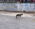 Ρόδος: Έκκληση για να πιαστεί τραυματισμένη γάτα που ίσως κακοποιήθηκε από μαθήτρια στο Γυμνάσιο Ιαλυσού (βίντεο)