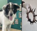 Σέρρες: Έσωσαν σκύλο που βασάνιζε κτηνοτρόφος με σιδερένιο αγκαθωτό περιλαίμιο - Το ζώο χρειάζεται σπιτικό