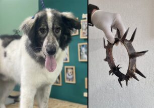 Σέρρες: Έσωσαν σκύλο που βασάνιζε κτηνοτρόφος με σιδερένιο αγκαθωτό περιλαίμιο - Το ζώο χρειάζεται σπιτικό