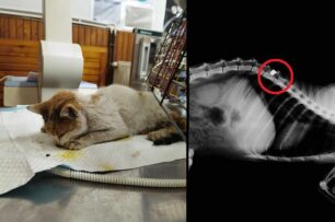 Σούδα Χανίων: Πέθανε γάτα που βρέθηκε άρρωστη και πυροβολημένη με αεροβόλο