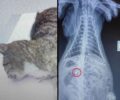 Σπέτσες: Έγκυος γάτα πυροβολήθηκε από κυνηγό – Σκάγια και σφαιρίδιο αεροβόλου βρέθηκαν στο σώμα της