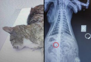 Σπέτσες: Έγκυος γάτα πυροβολήθηκε από κυνηγό – Σκάγια και σφαιρίδιο αεροβόλου βρέθηκαν στο σώμα της