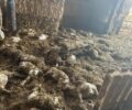 Σβορώνος Πιερίας: Δεκάδες πρόβατα πνίγηκαν μέσα σε κτηνοτροφική μονάδα εξαιτίας της καταιγίδας