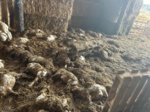 Σβορώνος Πιερίας: Δεκάδες πρόβατα πνίγηκαν μέσα σε κτηνοτροφική μονάδα εξαιτίας της καταιγίδας
