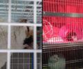 Χανιά: Βρήκαν γάτες δολοφονημένες και άλλες δηλητηριασμένες από φόλες (βίντεο)