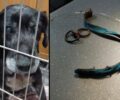 Χώρα Μεσσηνίας: Έσωσαν σκύλο που κάποιος βασάνισε κόβοντας τον λαιμό του με συρμάτινη θηλιά (βίντεο)