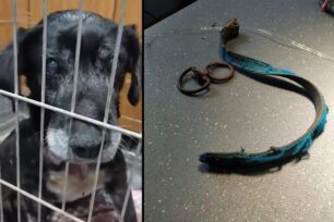Χώρα Μεσσηνίας: Έσωσαν σκύλο που κάποιος βασάνισε κόβοντας τον λαιμό του με συρμάτινη θηλιά (βίντεο)