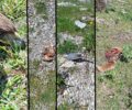 Αετομηλίτσα Ιωαννίνων: Με φόλες - δηλητηριασμένο κοτόπουλο δολοφόνησε σπάνιο χρυσαετό, αλεπού, γάτα και πουλιά