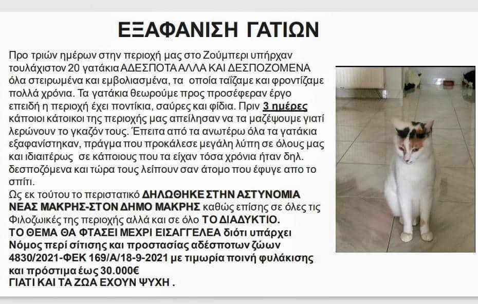 Αναζητούν 20 γάτες που εξαφανίστηκαν στο Ζούμπερι Αττικής μετά την αντίδραση κατοίκου στην οδό Δαφνών 1 AfisaZoumperiAttikisGataExafanistike8 4 2023