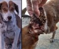 Κακοποιημένος σκύλος με εκατοντάδες τσιμπούρια βρέθηκε στον Άγιο Ιωάννη Ρέντη Αττικής