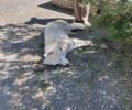 Άγιος Ιωάννης Σερρών: Ο σκύλος πέθαινε δολοφονημένος από φόλα έξω από το Δημοτικό Σχολείο