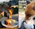 Πάρνηθα: Ταΐζουν αλεπού κέικ και καφέ και αδιαφορούν για τη ζημιά που προκαλούν στο άγριο ζώο (βίντεο)
