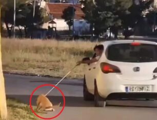 Άνω Λιόσια Αττικής: Εξανάγκασαν σκύλο να τρέχει στην άσφαλτο δεμένος από το λουρί στο εν κινήσει αυτοκίνητο (βίντεο)