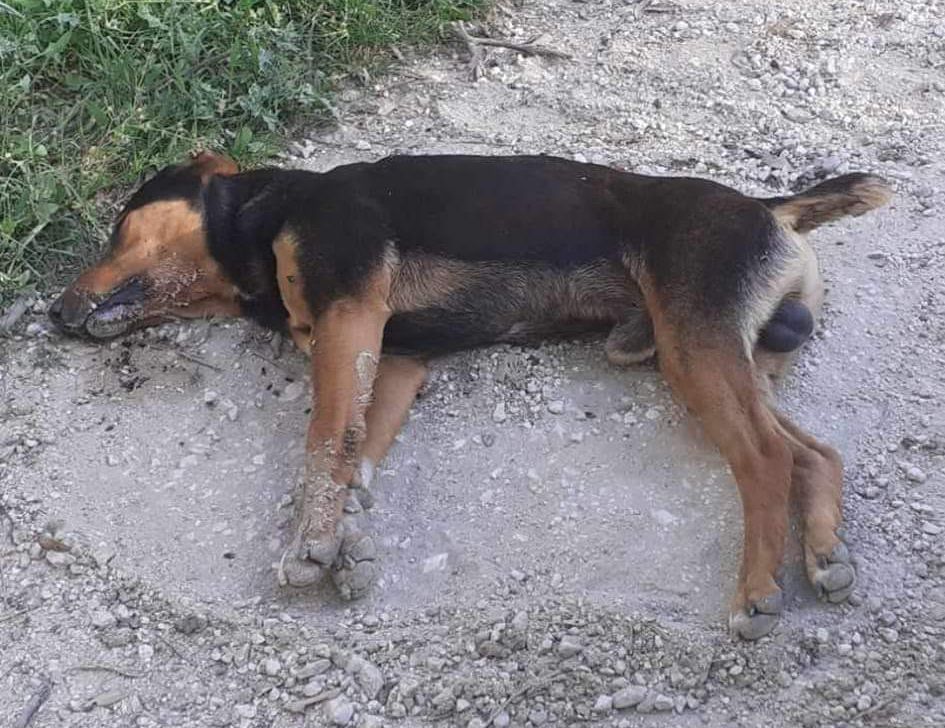 Άνω Βελίτσες Αχαΐας: Με φόλες δολοφόνησε σκυλιά