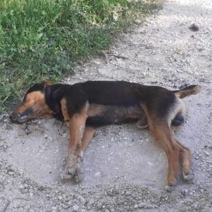 Άνω Βελίτσες Αχαΐας: Με φόλες δολοφόνησε σκυλιά 2 AnoVelitsesAxaiasDilitiriasmenosSkylos7 4 2024 1