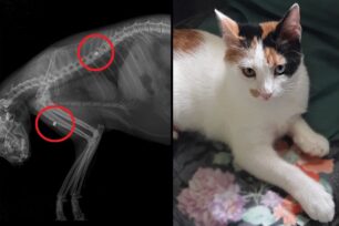 Αρώνι Χανίων: Πυροβόλησε γάτα δύο φορές με αεροβόλο - Τη μια στην σπονδυλική στήλη για να την αφήσει παράλυτη