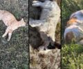 Αρριανά Ροδόπης: Με φόλες δολοφόνησε περίπου 30 σκυλιά και γάτες
