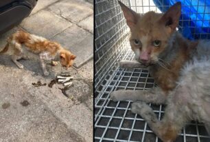 Αθήνα: Χρειάζονται βοήθεια για τη γάτα που βρέθηκε εξαθλιωμένη στον Άγιο Ελευθέριο