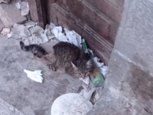 Αθήνα: Έκκληση για παράλυτη γάτα που σέρνει τα πίσω πόδια της