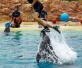Αθήνα: 20-5-2024 δικάζεται ο Λεσουέρ για τις παράνομες παραστάσεις τσίρκο με δελφίνια στο Αττικό Ζωολογικό Πάρκο