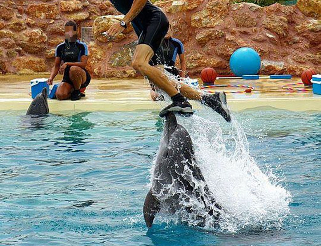 Αθήνα: 20-5-2024 δικάζεται ο Λεσουέρ για τις παράνομες παραστάσεις τσίρκο με δελφίνια στο Αττικό Ζωολογικό Πάρκο