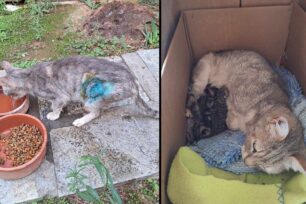 Καταγγέλλει πως αδέσποτη γάτα που «στειρώθηκε» στο Δημοτικό Κτηνιατρείο Αθήνας Οκτώβριο του 2023 γέννησε