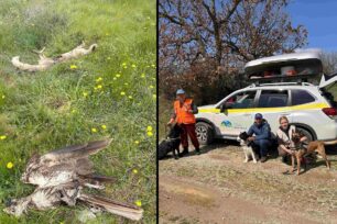 Έβρος: Μαζική δολοφονία 47 ζώων (σκυλιών, τσακαλιών, αλεπούδων, καλαμοκίρκων, γερακίνων) με φόλες μεταξύ Φερών και Αρδανίου