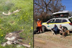 Έβρος: Μαζική δολοφονία 47 ζώων (σκυλιών, τσακαλιών, αλεπούδων, καλαμοκίρκων, γερακίνων) με φόλες μεταξύ Φερών και Αρδανίου