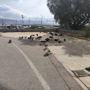 GatesSEFNeoFaliroMartios2024 13
