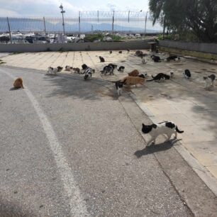 GatesSEFNeoFaliroMartios2024 14