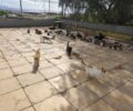 Νέο Φάληρο Αττικής: Δεκάδες μη στειρωμένες αδέσποτες γάτες στο Στάδιο Ειρήνης και Φιλίας (βίντεο)