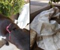 Καλαμάτα Μεσσηνίας: Εγκατάλειψε σκυλίτσα και τα κουτάβια της σε τσουβάλι έξω από το Δημαρχείο (βίντεο)