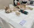 Υπάλληλος του Δήμου Ανδρίτσαινας - Κρεστένων αρνήθηκε να βοηθήσει δηλητηριασμένη γάτα και απείλησε κτηνίατρο