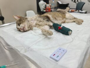 Υπάλληλος του Δήμου Ανδρίτσαινας - Κρεστένων αρνήθηκε να βοηθήσει δηλητηριασμένη γάτα και απείλησε κτηνίατρο