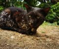 Καλλιθέα Αττικής: Έκκληση για γάτα άρρωστη γεμάτη με ασβέστη